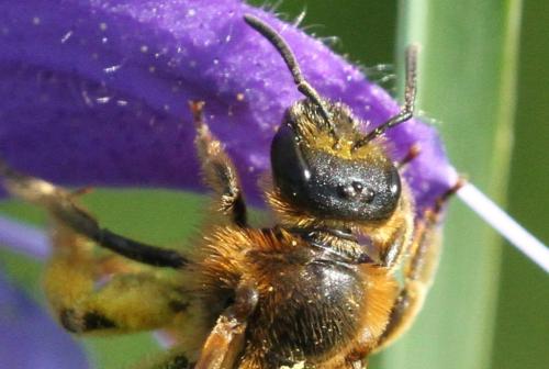Lasioglossum xanthopus